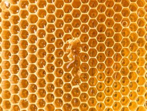 Brand Shepherd Case Study Honey For Goodness Sake COVER